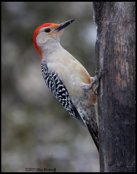 _B213361 red-bellied woodpecker.jpg